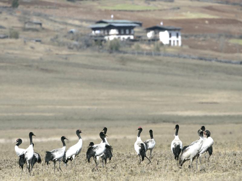 Black cranes in Gangtey Valley, Bhutan