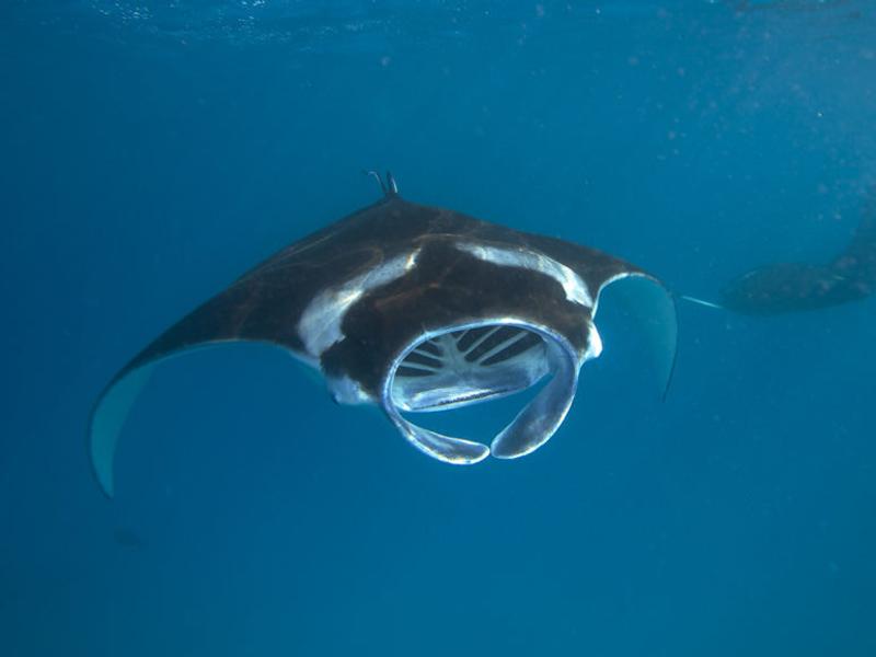 Manta Ray